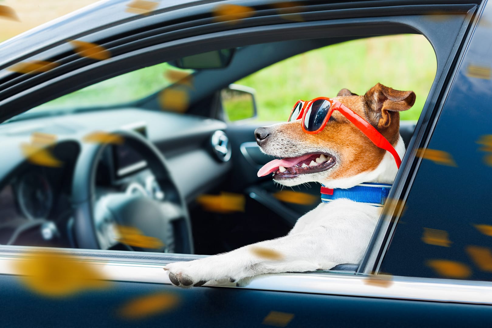 Dog leaning out the car window with funny sunglasses in windy autumn fall with leaves flying around - Traveling with your Dog in Your Car