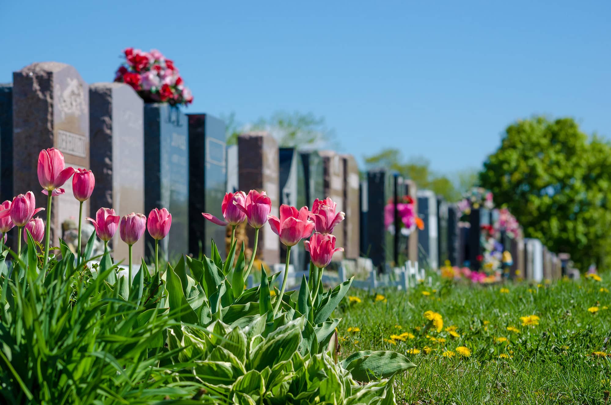 Mesquite Wrongful Death Lawyer. Aligned headstones in a cemetary with pink tulips in the foreground. Grand Prairie Wrongful Death Lawyer