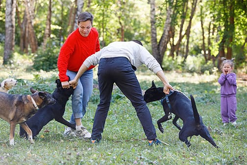 Hombre tratando de separar perros - Abogados de mordeduras de perros para lesiones por ataques de perros en Dallas TX