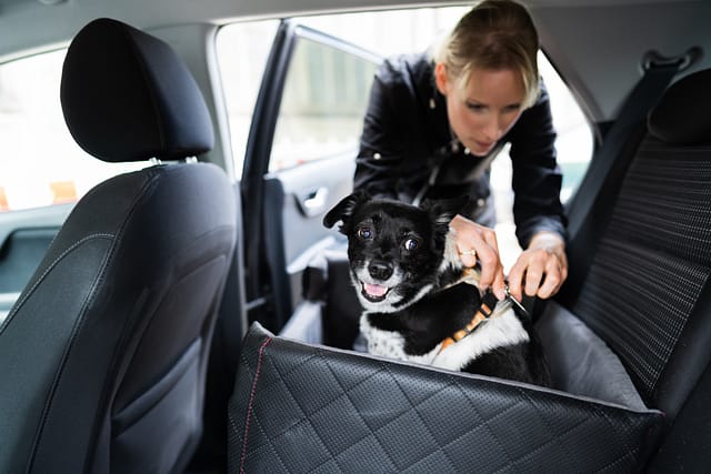 Woman Fastening Dog In Car With Safe Belt In Seat Booster - Safely Traveling with Your Dog in a car and everything you need to know about safe car travel with pets