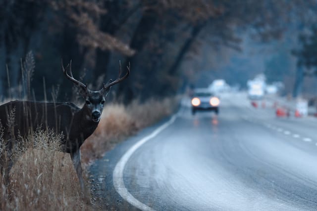 Male mule deer attempting to cross the road in Yosemite Valley in early morning - Deer accident lawyers