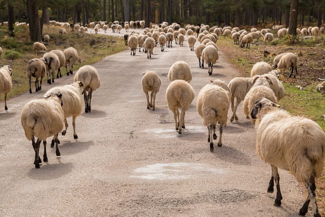 Flock of sheep walking in the road - Texas livestock accident lawyers