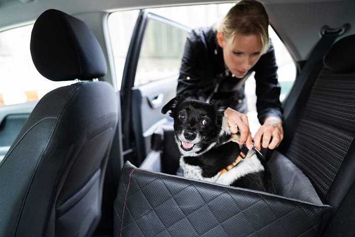 Mujer sujetando al perro en el coche con el cinturón de seguridad en el asiento elevador: viajar con seguridad con su perro en su carro y todo lo que necesita saber sobre viajes seguros en coche con mascotas