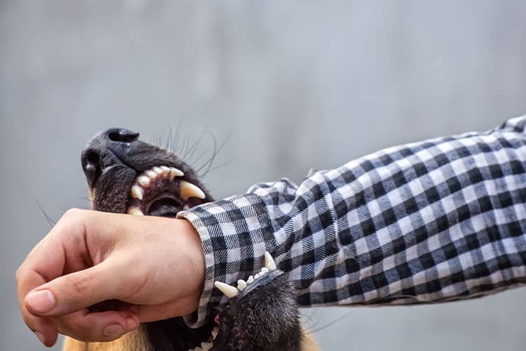 Mordedura de perro en el brazo de una persona