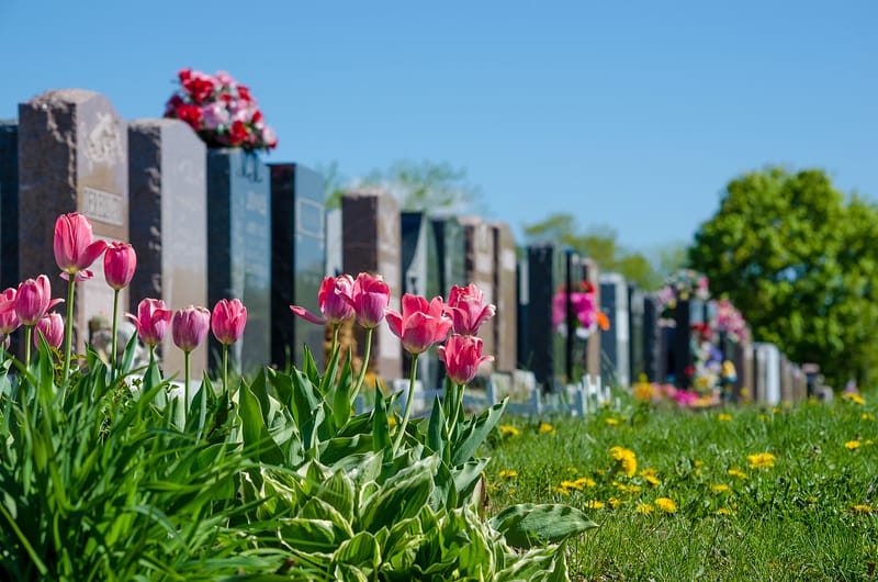 Mesquite Wrongful Death Lawyer. Aligned headstones in a cemetary with pink tulips in the foreground. Brownsville Wrongful Death Lawyer. Pasadena Wrongful Death Lawyer